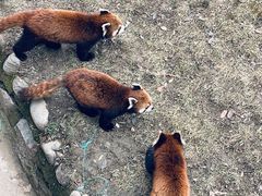 -西安秦岭野生动物园