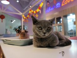 -Moni星球萌宠·小马宝莉·灵蛇·高端高阶全萌宠互动体验俱乐部(红豆国际广场店)