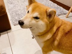 -柴务处·柴犬主题狗咖