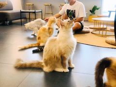 -Heymao猫咖.咖啡厅(东门店)