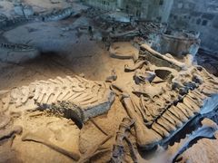 -自贡恐龙博物馆