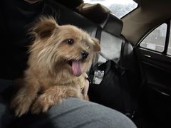 -瑞派康怡24h宠物医院·犬猫医疗中心·微创绝育(瑞景分院)