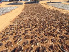 -尼甘布海鲜市场