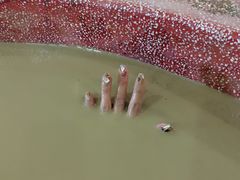 -加林娜泥浴水疗