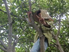 -塘栖枇杷特色园区