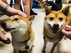 -柴犬高等学院·狗咖·柴犬售卖·宠物训练