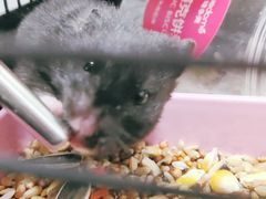 -钓仓鼠(洋桥北里小区店)
