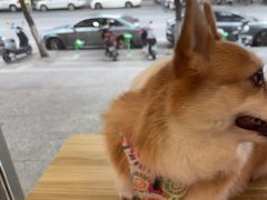 -艾贝尔宠物医院 ·中兽医·宠保定点(北门桥店)
