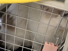 -艾吉宠物医院·疑难杂症转诊中心·猫友好(碧江路院)