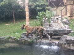 -深圳野生动物园