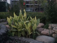 -活水公园