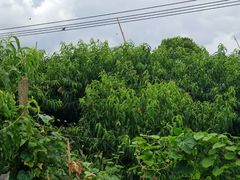 -老袁家蜜桃农场·阳山水蜜桃