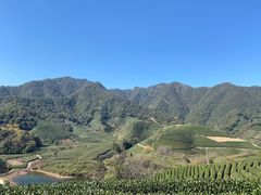 -龙坞茶村