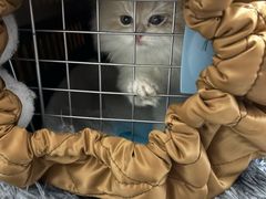 -欣宠猫屋·矮脚拿破仑·蓝金金渐层