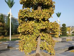 -石家庄市植物园