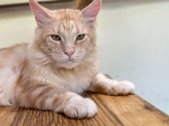 -猫小院猫主题餐厅(南锣旗舰店)