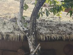 -海南槟榔谷黎苗文化旅游区