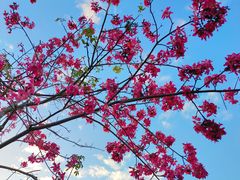 -中山市树木园
