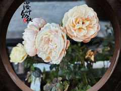 -上海醉白池公园