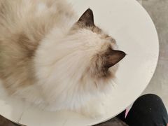 -楼上猫咖(罗湖店)