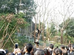 -成都大熊猫繁育研究基地