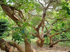 -中国科学院西双版纳热带植物园