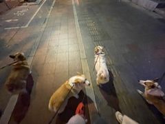 -芭比堂动物医院·24小时·眼科中心(深圳中心)