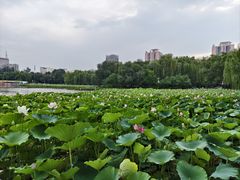 -莲花池公园