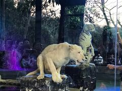 -清迈夜间动物园