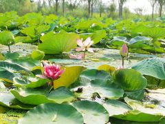 -永定河休闲森林公园