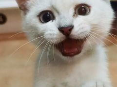 -美联众合动物医院(·中兽医·疑难杂症·严家桥分院)