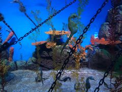 -上海海洋水族馆