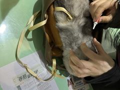 -艾贝尔宠物医院·24H转诊中心·肿瘤猫专科(江宁双龙店)
