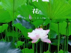 -东升八家郊野公园