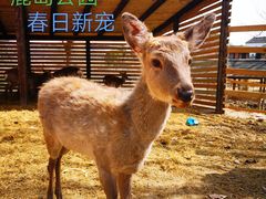 -鹅湖玫瑰文化园