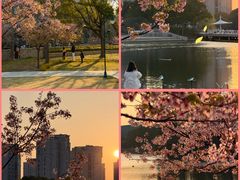 -新江湾城公园