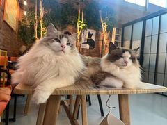 -豆逗聊愈猫阁Easy Life