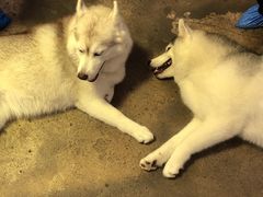 -TrueLove @ Neverland (Husky Cafe)