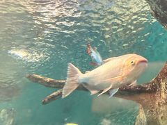 -上海海洋水族馆