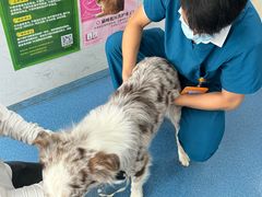 -创凡宠物医院·骨专科  猫科中心(西乡分院)