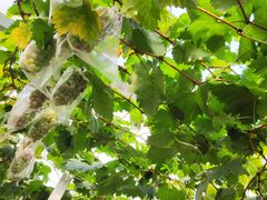 -马陆小张葡萄园农家乐