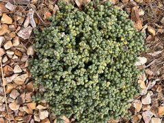 -墨尔本皇家植物园