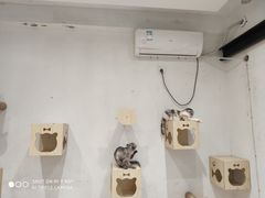 -猫色咖啡·猫咖