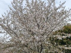 -高东镇樱花园