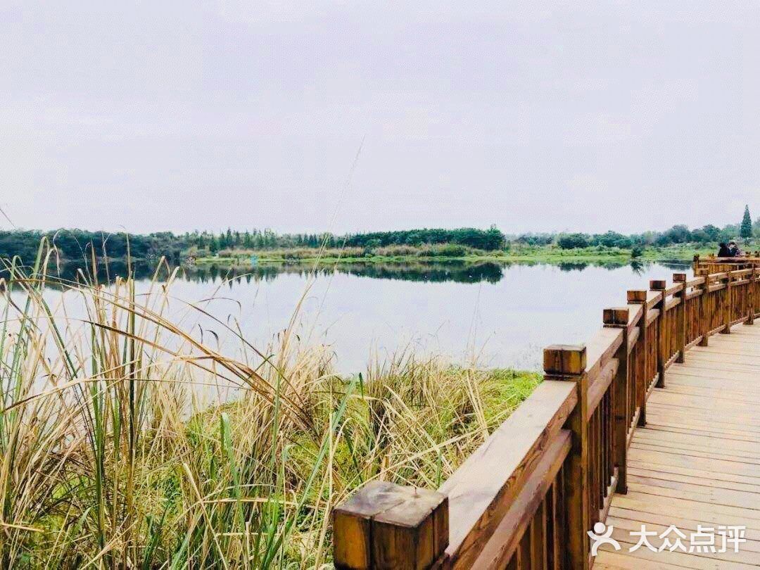 最近的花也开得好，河坡上长长一条粉色花带