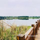 最近的花也开得好，河坡上长长一条粉色花带