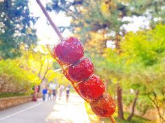 -香山公园