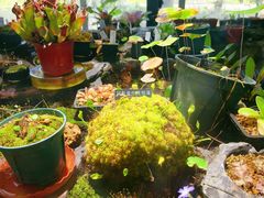 -国家植物园南园