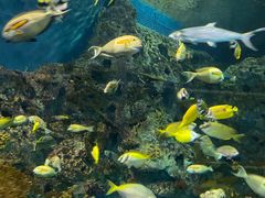 -上海海洋水族馆