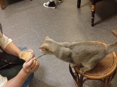 -猫色咖啡·猫咖